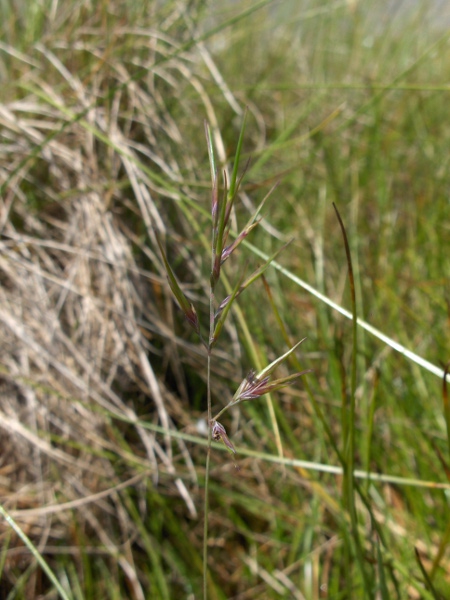 viviparous sheep’s-fescue / Festuca vivipara: A few of our grasses produce leafy plantlets instead of sexual flowers; _Festuca vivipara_ is the most common.