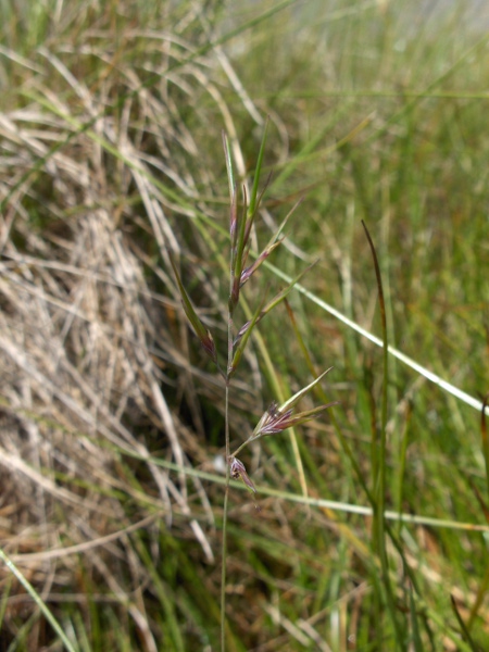 viviparous sheep’s-fescue / Festuca vivipara