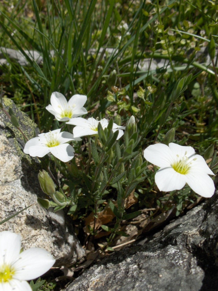 large-flowered sandwort / Arenaria montana: _Arenaria montana_ grows natively from Morocco to Brittany, but is a popular garden plant and occasionally escapes.