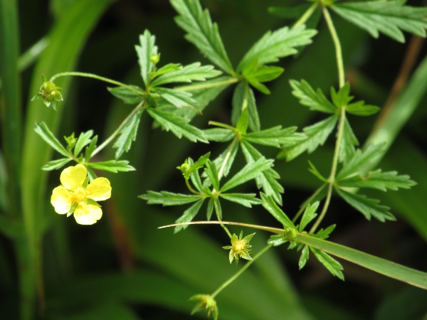 tormentil / Potentilla erecta: As well as the widespread _P. erecta_ subsp. _erecta_, upland areas can house _P. erecta_ subsp. _strictissima_, with larger flowers, more of each leaflet toothed, and with longer teeth.