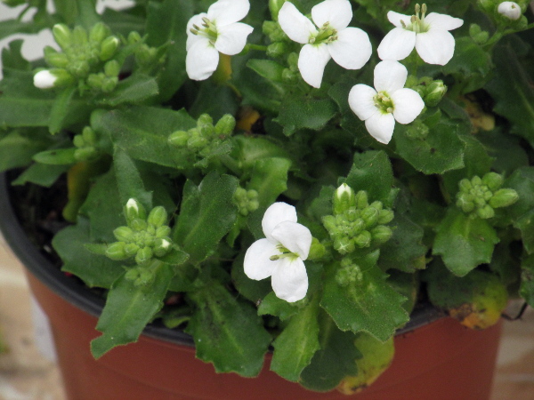 garden arabis / Arabis caucasica