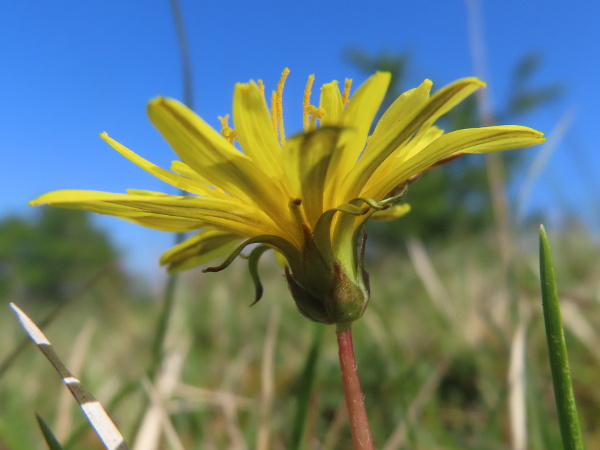 dandelions / Taraxacum sect. Celtica: Like _Taraxacum_ sect. _Palustris_, dandelions in _Taraxacum_ sect. _Celtica_ often have their bracts curved around the flower-head, rather than spreading outwards.