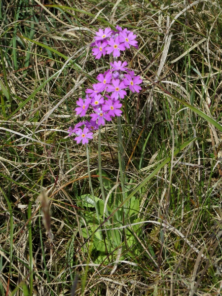 bird’s-eye primrose / Primula farinosa: _Primula farinosa_ is an <a href="aa.html">Arctic–Alpine</a> plant with a floury bloom on most parts.