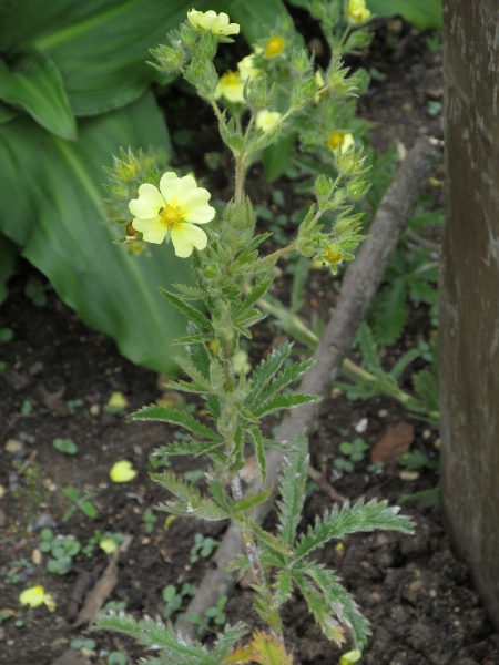 sulphur cinquefoil / Potentilla recta: _Potentilla erecta_ is a stiffly erect cinquefoil native to continental Europe that has become naturalised at sites across Great Britain.