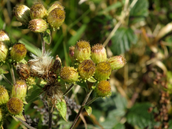 ploughman’s spikenard / Inula conyzae