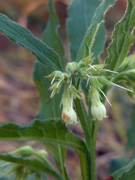 common comfrey / Symphytum officinale: The flowers of _Symphytum officinale_ can vary from white to cream to purple, occasionally striped.