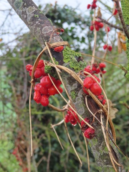 black bryony / Tamus communis: The red berries of _Tamus communis_ can be seen draped over hedgerows long after the leaves have withered.