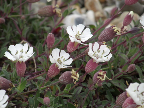 sea campion / Silene uniflora: The calyx of _Silene uniflora_ is inflated, but often wider at the apex than in its taller, inland relative, _Silene vulgaris_.