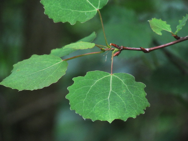 aspen / Populus tremula: The leaves of _Populus tremula_ flutter in the slightest breeze on their laterally-flattened leaf-stalks.