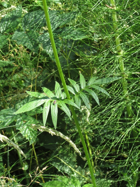 common valerian / Valeriana officinalis: The stem-leaves of _Valeriana officinalis_ are opposite and imparipinnate, a feature shared with few other herbs (although the infrequent _Sambucus ebulus_ is quite similar).