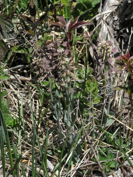 perfoliate penny-cress / Microthlaspi perfoliatum: Although its name suggests it is perfoliate, the leaves of _Microthlaspi perfoliatum_ clasp the stem with rounded auricles.