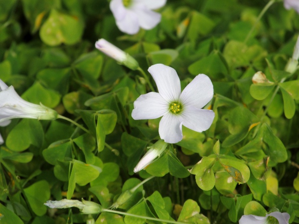 pale pink sorrel / Oxalis incarnata: _Oxalis incarnata_ is a South African species that sometimes escapes from gardens.