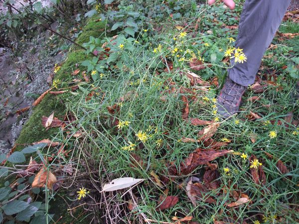 narrow-leaved ragwort / Senecio inaequidens: _Senecio inaequidens_ is native to South Africa, Lesotho and Eswatini, but is rapidly expanding its range across Europe.