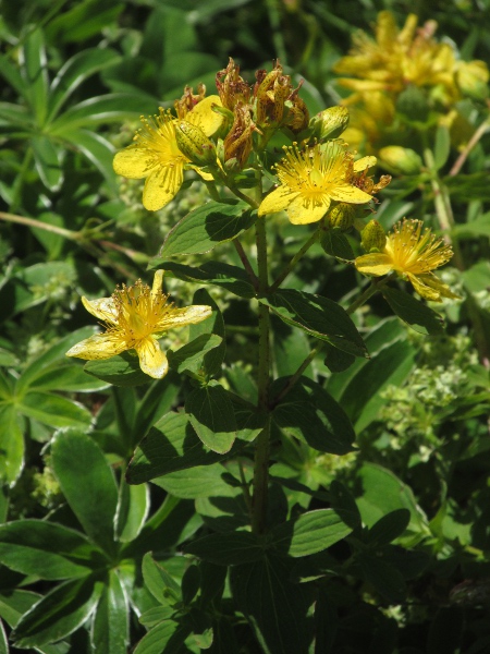 imperforate St. John’s wort / Hypericum maculatum: _Hypericum maculatum_ has blunt sepals. They and the petals are covered with black markings: black lines in the widespread tetraploid _Hypericum maculatum_ subsp. _obtusiusculum_, but dots in the diploid nominate subspecies (seen here).