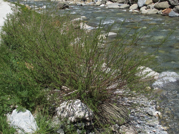 olive willow / Salix elaeagnos: _Salix elaeagnos_ is native to southern Europe.