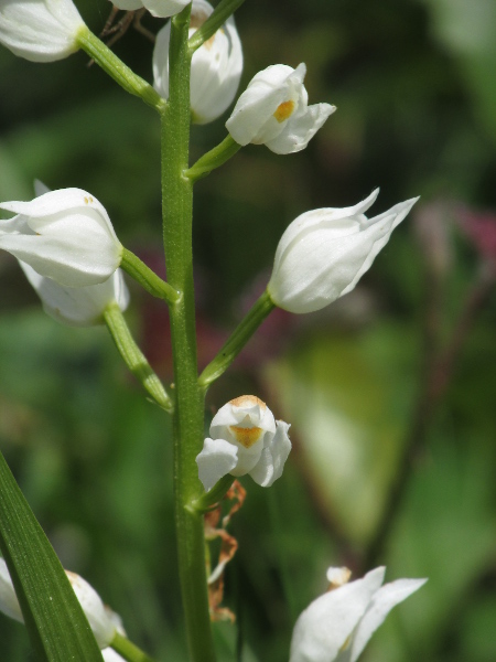 narrow-leaved helleborine / Cephalanthera longifolia: The flowers of _Cephalanthera longifolia_ are held away from the stem, with only a small, narrow bract below the twisted ovary, all of which distinguish it from _Cephalanthera damasonium_.
