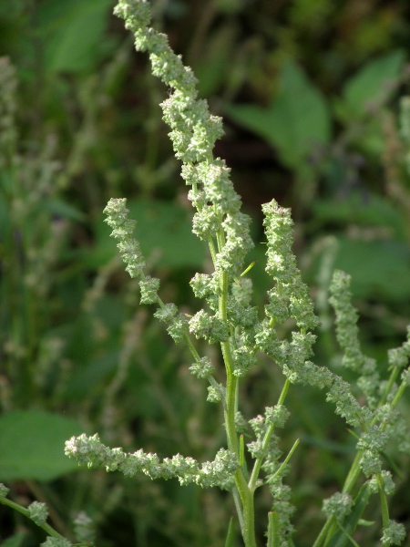 grass-leaved orache / Atriplex littoralis: Inflorescence