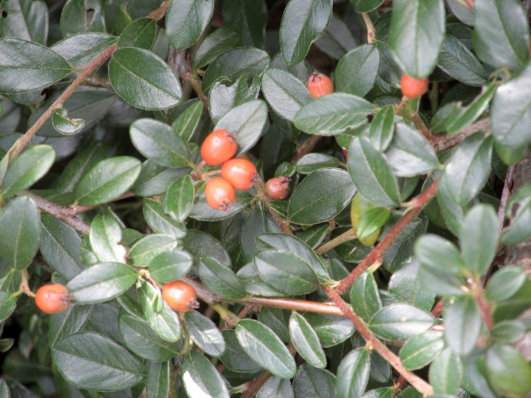 Swedish cotoneaster / Cotoneaster × suecicus