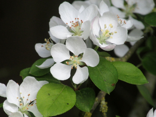 crab apple / Malus sylvestris: _Malus sylvestris_ has large, white flowers with no hairs on the outside of the sepals, unlike the domesticated _Malus domestica_.
