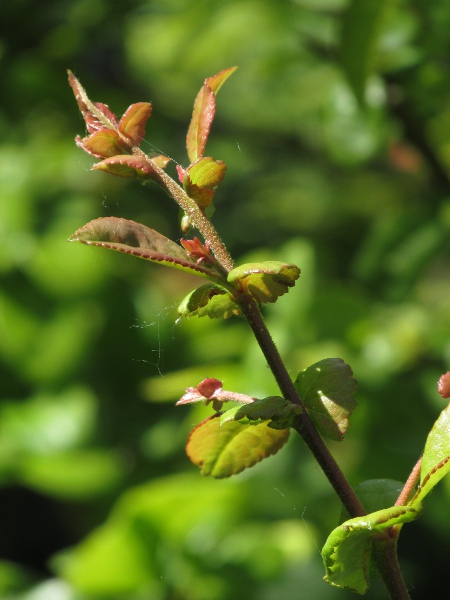 Japanese quince / Chaenomeles japonica: Young twigs of _Chaenomeles japonica_ are hairy, whereas those of _Chaenomeles speciosa_ are not.