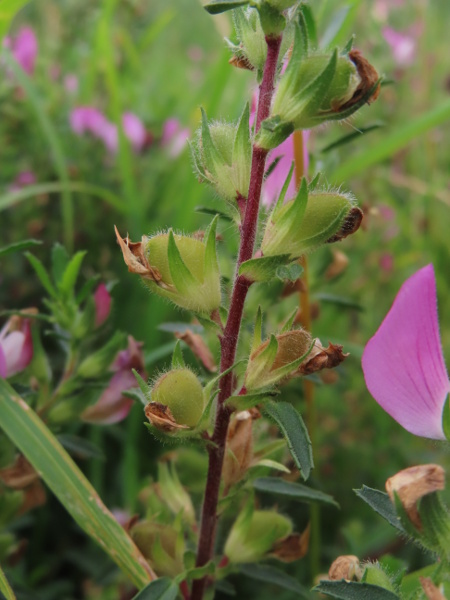 spiny restharrow / Ononis spinosa: The fruit of _Ononis spinosa_ is a short, rounded pod covered in glandular hairs.