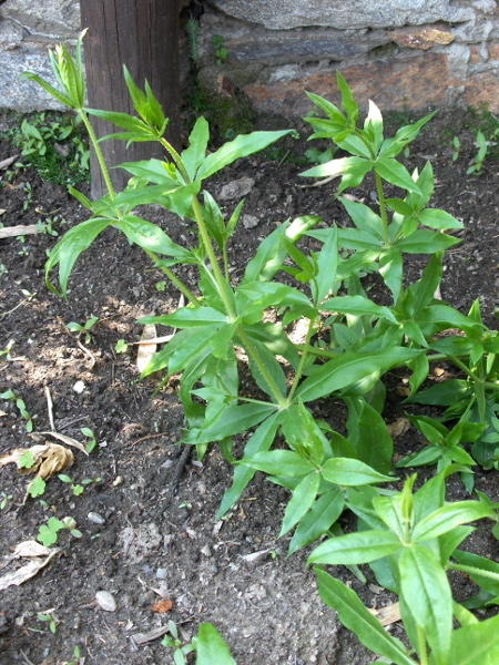 madder / Rubia tinctorum: _Rubia tinctorum_ was widely grown for the red dye madder, obtained from its roots.