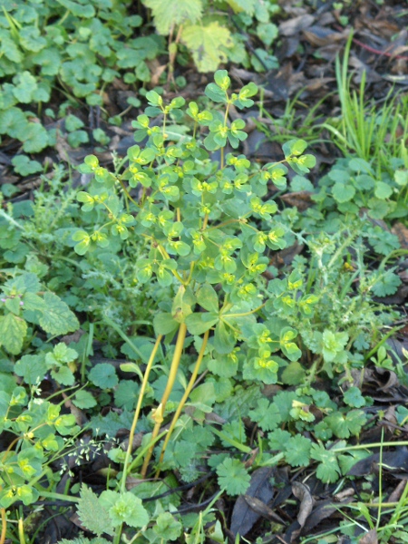 sun spurge / Euphorbia helioscopia: _Euphorbia helioscopia_ is one of our most abundant and widespread spurges, recognisable chiefly by its broad, obovate, leaves and bracts.