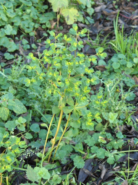 sun spurge / Euphorbia helioscopia: _Euphorbia helioscopia_ is one of our most abundant and widespread spurges, recognisable chiefly by its broad, obovate, leaves and bracts.