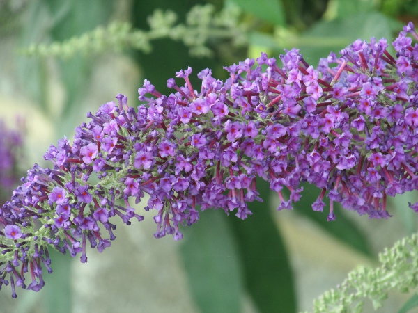butterfly bush / Buddleja davidii: The flowers of _Buddleja davidii_ are a good source of nectar for butterflies.