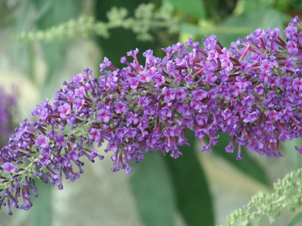 butterfly bush / Buddleja davidii