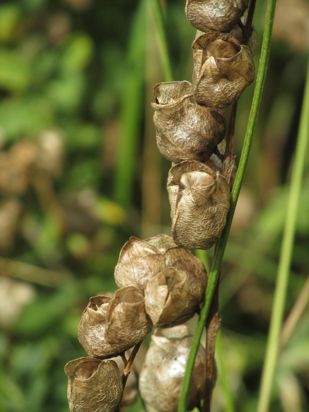 yellow rattle / Rhinanthus minor: The dry seeds rattle in the papery capsules when ripe, giving _Rhinanthus minor_ its common name.