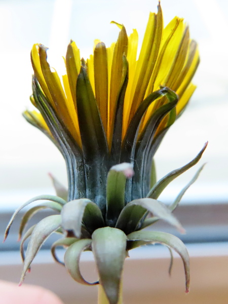 dandelions / Taraxacum sect. Hamata: In _Taraxacum hamiferum_ specifically, fusion within the involucre results in bracts of markedly different widths.