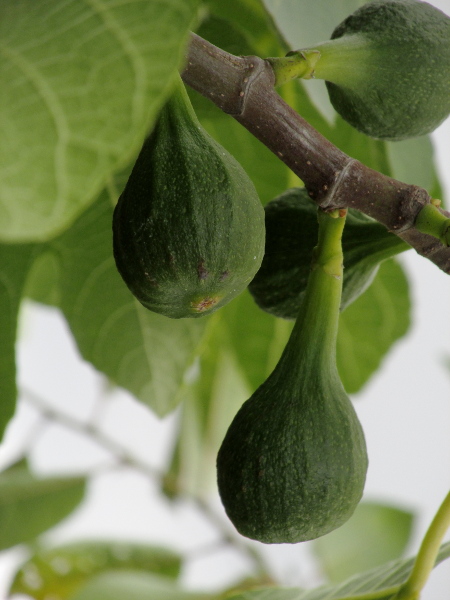 fig / Ficus carica: _Ficus carica_ produces a tasty, fleshy receptacle that surrounds hundreds of tiny wasp-pollinated flowers.