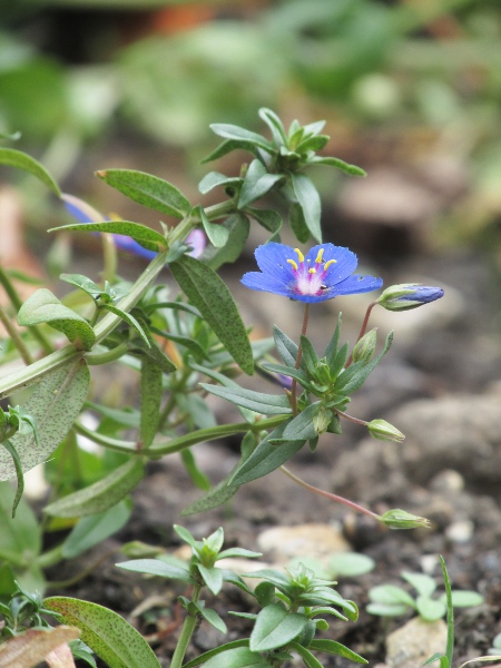 scarlet pimpernel / Lysimachia arvensis: The blue-flowered _Anagallis arvensis_ subsp. _foemina_ is much rarer than the red-flowered _Anagallis arvensis_ subsp. _arvensis_.