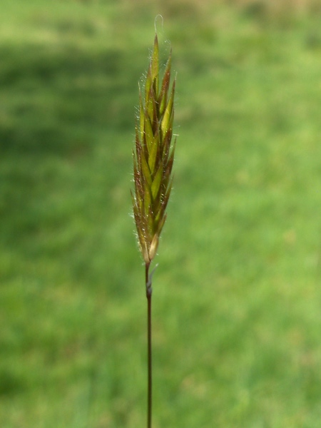sweet vernal-grass / Anthoxanthum odoratum: Inflorescence