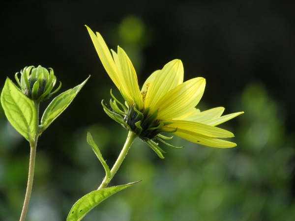 thin-leaved sunflower / Helianthus × multiflorus: The phyllaries of _Helianthus_ × _multiflorus_ exceed the receptacle and are bent away from it.
