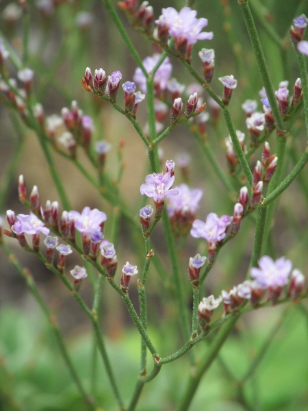 matted sea-lavender / Limonium bellidifolium: Flowers