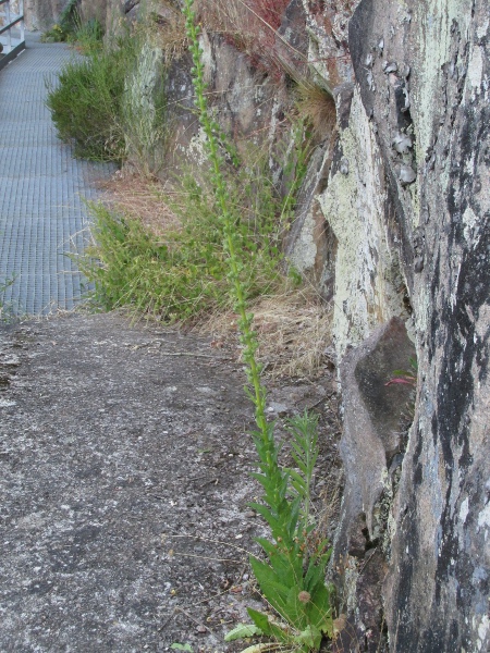 moth mullein / Verbascum blattaria