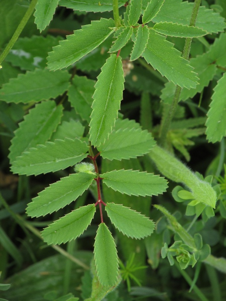 great burnet / Sanguisorba officinalis: The leaflets of _Sanguisorba officinalis_ are cordate at the base.