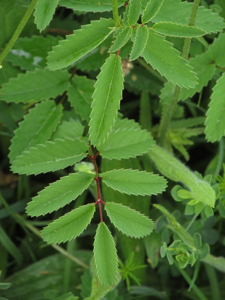 great burnet / Sanguisorba officinalis: The leaflets of _Sanguisorba officinalis_ are cordate at the base.