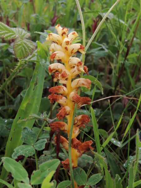 common broomrape / Orobanche minor subsp. minor: _Orobanche minor_ var. _flava_ is a variant with yellow stems and flowers.