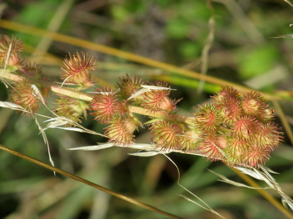 fragrant agrimony / Agrimonia procera