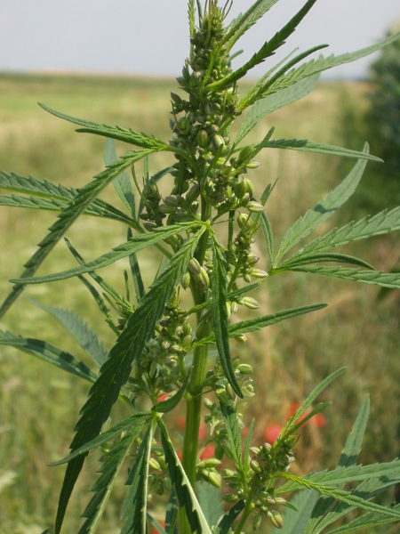 hemp / Cannabis sativa: _Cannabis sativa_ is native to western Asia, but is widely cultivated around the world for its fibres, seeds and psychoactive substances.