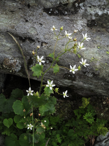 round-leaved saxifrage / Saxifraga rotundifolia: _Saxifraga rotundifolia_ is native to central and southern Europe; it has stem-leaves as well as basal leaves, and its sepals are not reflexed.