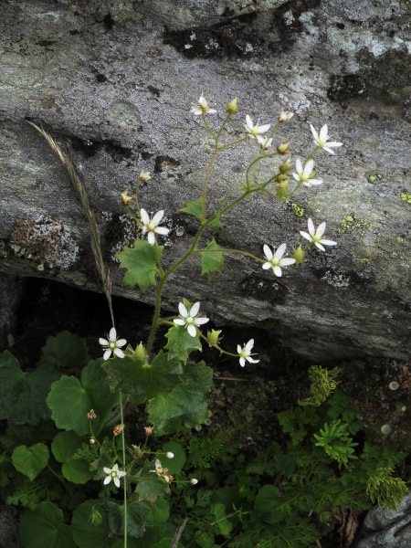 round-leaved saxifrage / Saxifraga rotundifolia