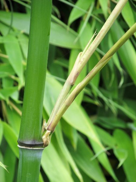 arrow bamboo / Pseudosasa japonica: _Pseudosasa japonica_ produces 1–2 branches at each node.