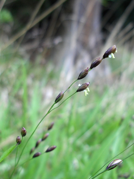 wood melick / Melica uniflora: Each spikelet of _Melica uniflora_ has only one fertile flower.