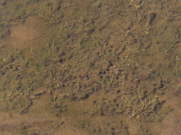 awlwort / Subularia aquatica: _Subularia aquatica_ is self-compatible and flowers underwater, and so can come to carpet large areas.