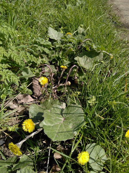 coltsfoot / Tussilago farfara