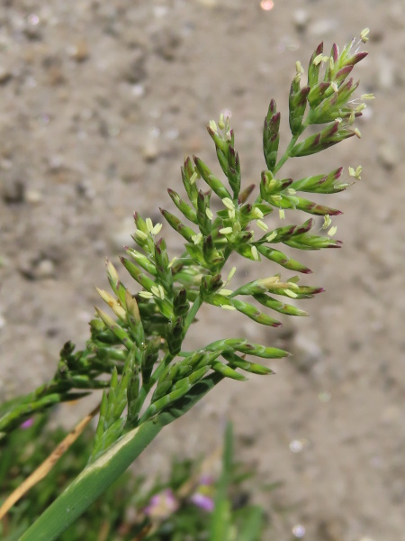 stiff salt-marsh grass / Puccinellia rupestris: The inflorescence of _Puccinellia rupestris_ is superficially similar to _Catapodium rigidum_ subsp. _majus_, but has relatively broad membranous margins to the lemmas.